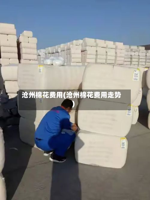 沧州棉花费用(沧州棉花费用走势)-第3张图片