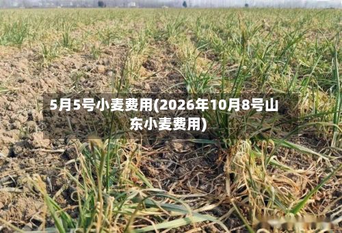 5月5号小麦费用(2026年10月8号山东小麦费用)