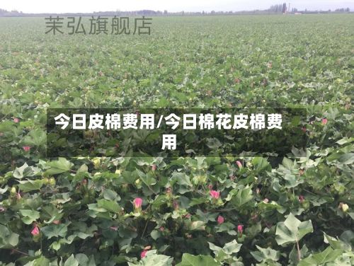 今日皮棉费用/今日棉花皮棉费用-第2张图片