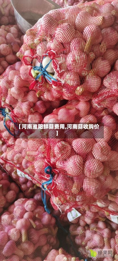 【河南淮阳鲜蒜费用,河南蒜收购价】-第3张图片