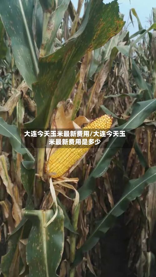 大连今天玉米最新费用/大连今天玉米最新费用是多少