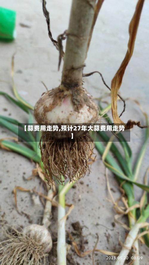 【蒜费用走势,预计27年大蒜费用走势】-第2张图片