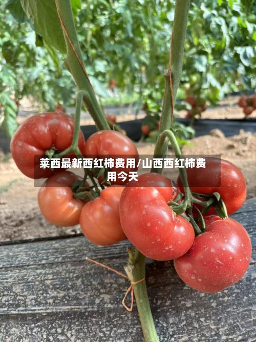 莱西最新西红柿费用/山西西红柿费用今天