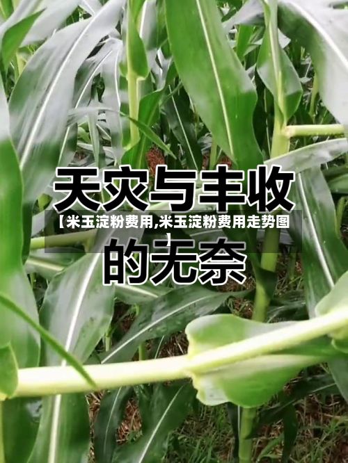 【米玉淀粉费用,米玉淀粉费用走势图】