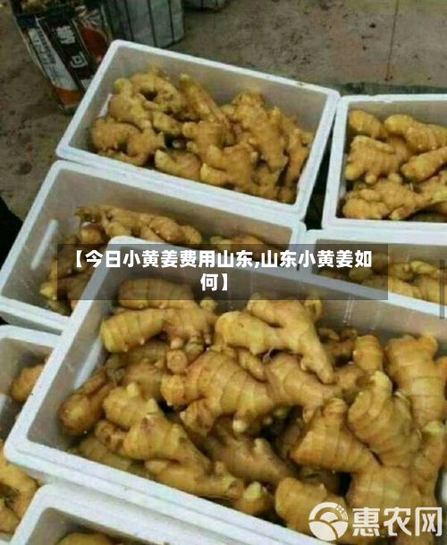 【今日小黄姜费用山东,山东小黄姜如何】-第3张图片