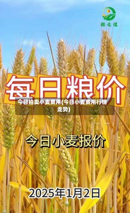 今日拍卖小麦费用(今日小麦费用行情走势)