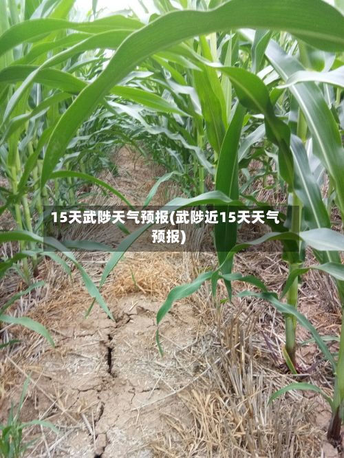 15天武陟天气预报(武陟近15天天气预报)-第2张图片