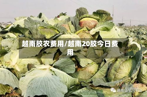 越南胶农费用/越南20胶今日费用