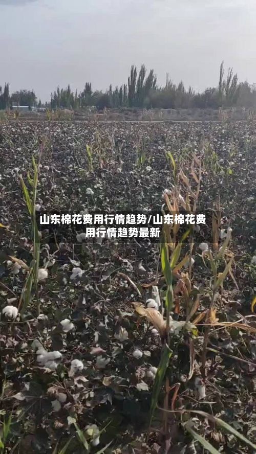 山东棉花费用行情趋势/山东棉花费用行情趋势最新