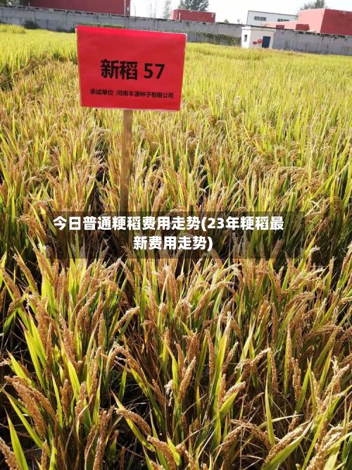 今日普通粳稻费用走势(23年粳稻最新费用走势)