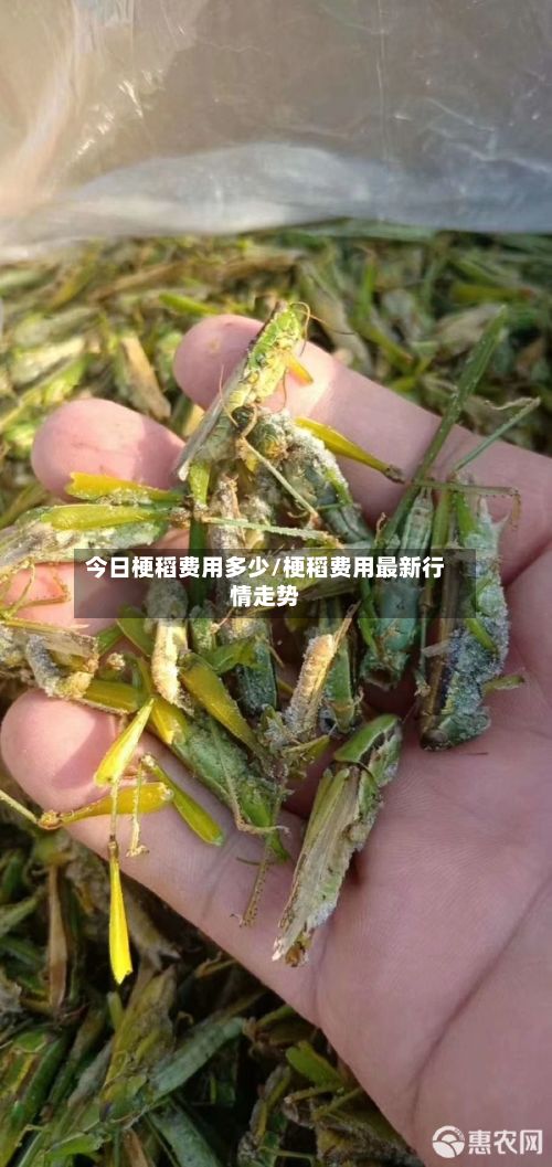 今日梗稻费用多少/梗稻费用最新行情走势-第3张图片