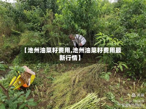 【池州油菜籽费用,池州油菜籽费用最新行情】