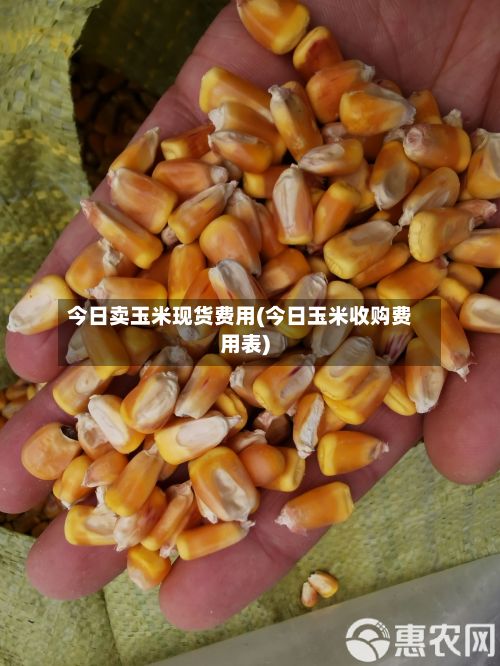 今日卖玉米现货费用(今日玉米收购费用表)-第3张图片