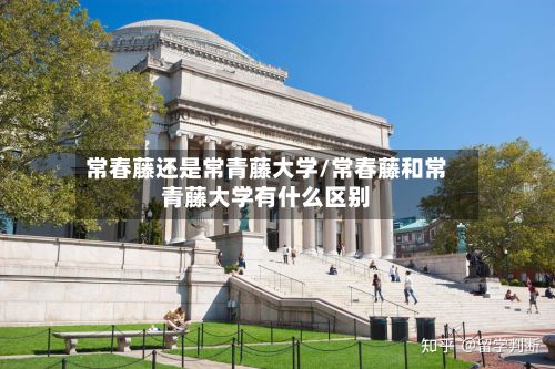 常春藤还是常青藤大学/常春藤和常青藤大学有什么区别-第2张图片