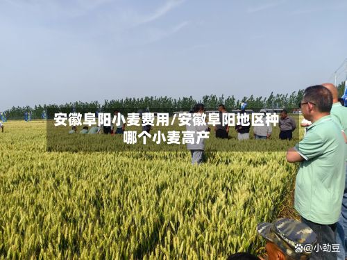 安徽阜阳小麦费用/安徽阜阳地区种哪个小麦高产-第2张图片