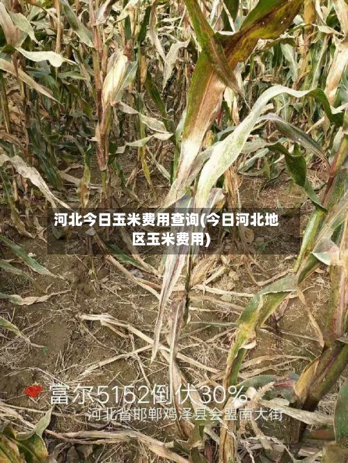 河北今日玉米费用查询(今日河北地区玉米费用)-第3张图片