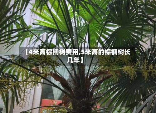 【4米高棕榈树费用,5米高的棕榈树长几年】-第2张图片