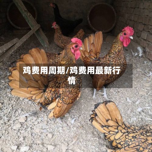 鸡费用周期/鸡费用最新行情-第2张图片
