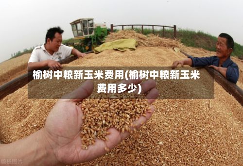榆树中粮新玉米费用(榆树中粮新玉米费用多少)-第3张图片