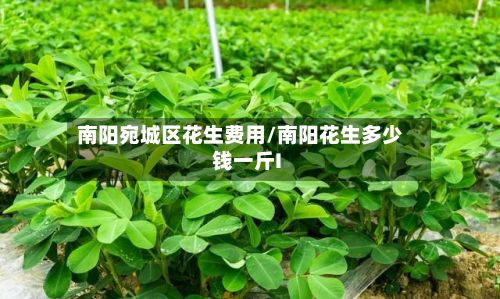 南阳宛城区花生费用/南阳花生多少钱一斤I-第3张图片