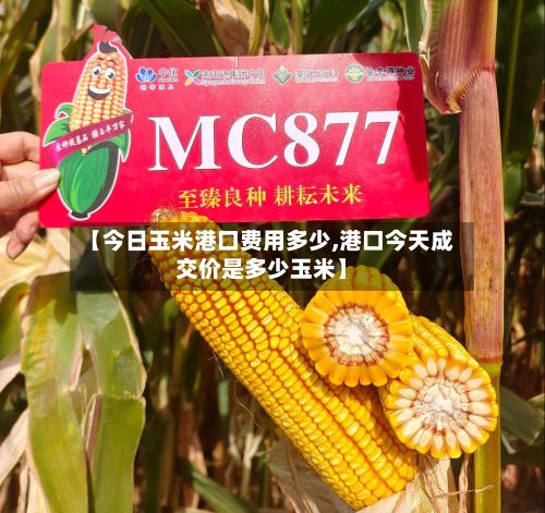 【今日玉米港口费用多少,港口今天成交价是多少玉米】