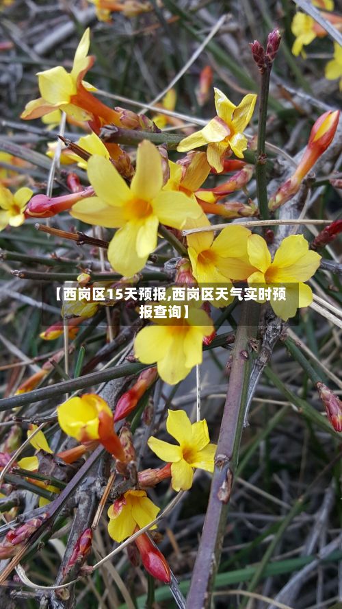 【西岗区15天预报,西岗区天气实时预报查询】