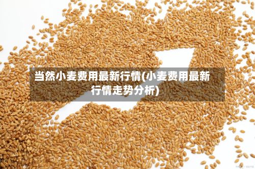 当然小麦费用最新行情(小麦费用最新行情走势分析)-第3张图片