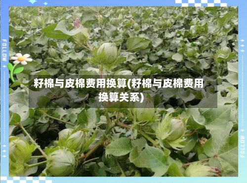 籽棉与皮棉费用换算(籽棉与皮棉费用换算关系)-第2张图片