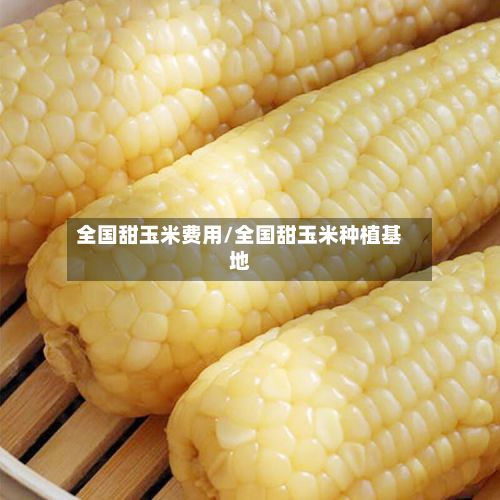 全国甜玉米费用/全国甜玉米种植基地