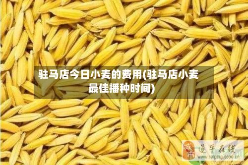 驻马店今日小麦的费用(驻马店小麦最佳播种时间)-第2张图片