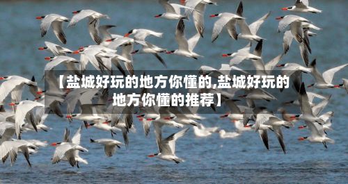 【盐城好玩的地方你懂的,盐城好玩的地方你懂的推荐】