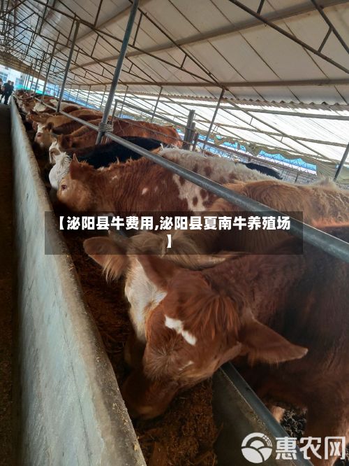 【泌阳县牛费用,泌阳县夏南牛养殖场】