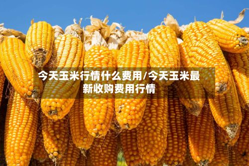 今天玉米行情什么费用/今天玉米最新收购费用行情