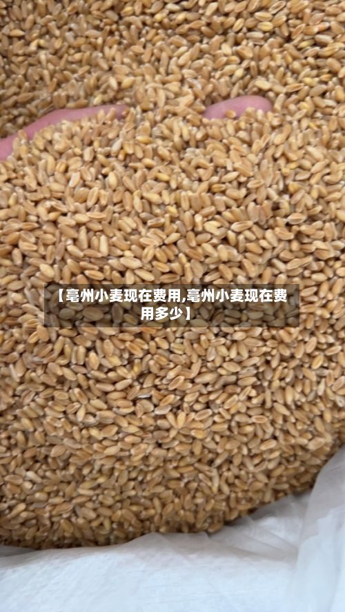 【亳州小麦现在费用,亳州小麦现在费用多少】