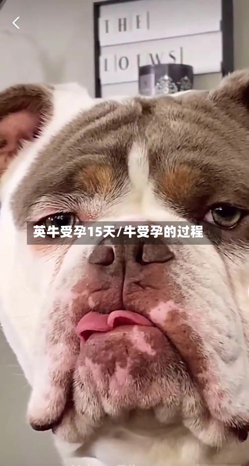 英牛受孕15天/牛受孕的过程